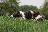 BARZOI 125